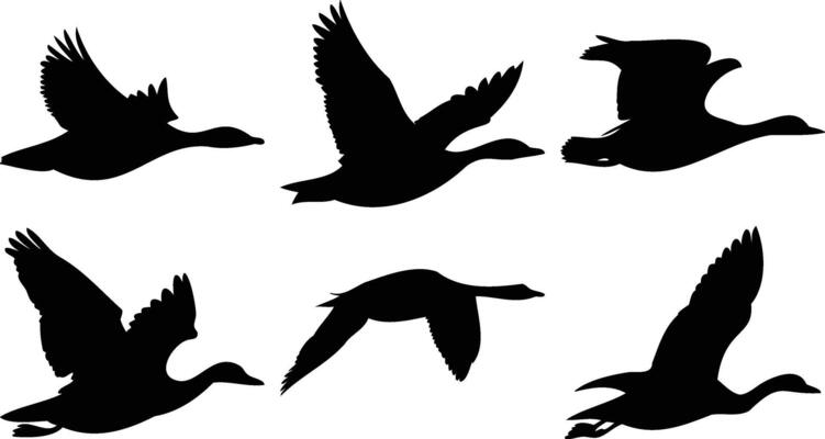 Waterfowl Birds Silhouettes in Flight