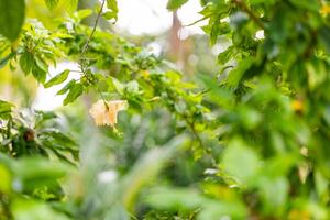 Artistic hibiscus flower garden scene surrounded by lush tropical foliage and green leaves, dreamy soft focus nature background perfect for abstract design, floral themes, serenity, summer beauty photo
