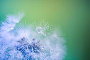 Dandelion macro with dew drops sparkling on seedhead in soft morning light, blurred blue green background, nature beauty, fresh atmosphere, botanical calm, springtime serenity photo