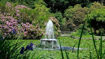 Scenic lotus pond with natural fountain and lotus pods, capturing the beauty of water lilies and serene aquatic plants in a peaceful setting, enhancing relaxation and connecting with nature essence. video