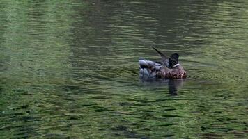 Duck on the pond. Duck swimming in water. Bird in water. River Mallard in slow motion. Bird search food forage. Ducks searching food. video