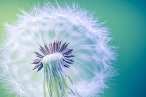 Macro photography of wild dandelion glowing in sunlight, soft seed structure in focus, calming natural scenery concept, spring atmosphere, outdoor still life with gentle breeze feel photo