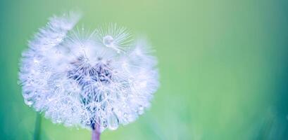 Dew-covered dandelion in dreamy macro view, soft seed texture and gentle bokeh with blue green background, peaceful nature mood for relaxation, eco visuals, wellness, and spring beauty photo