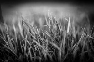 Black and white artistic closeup of grass blades with abstract blurred bokeh background, lush foliage texture, soft focus nature scene, minimalist botanical design, elegant monochrome natural beauty photo
