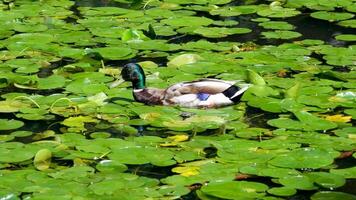 Pair of mallard ducks swim and navigate through abundant floating lily pads in a green summer pond. The ducks move slowly between the circular leaves, creating gentle ripples in the clear water. video