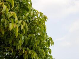 Lush green leaves swaying outdoor nature scene calm environment close-up view tranquility concept photo