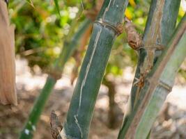 Close-up bamboo growth maintenance and sustainable practices in nature photo