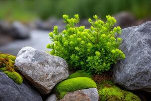 Green bush growing between rocks with blurred river in background photo