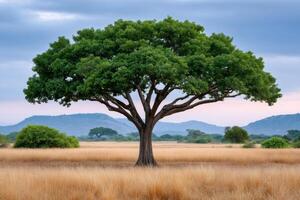 Large green tree growing in dry savanna grass field with hills and cloudy sky photo