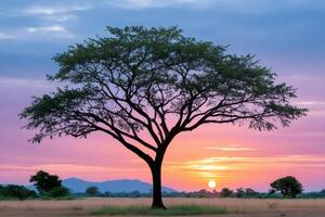 Lonely tree standing in the middle of the savanna at sunset with colorful sky photo
