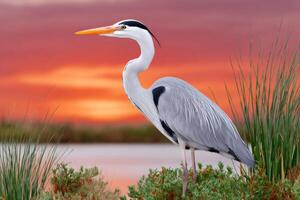 Grey heron standing in lake at sunset photo