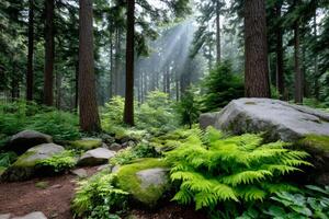 Sunbeams shining through misty coniferous forest illuminating ferns and rocks photo