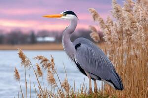 Grey heron standing majestically by the lake at sunset photo