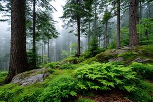 Fog surrounding mossy rocks and ferns growing in a green forest photo