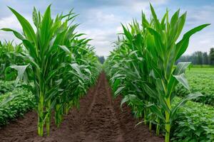 Lush rows of corn plants growing in a field under a cloudy sky photo