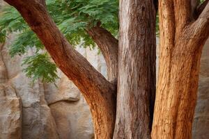 Majestic tree growing near a rock formation in the desert photo