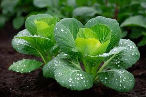Young cabbage plants growing in the field after the rain photo