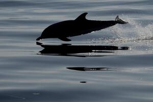 silhouette of a striped dolphins jumping at sunset photo