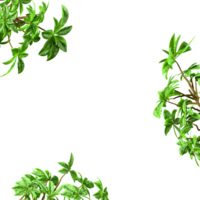 Greenery plants frame border realistic 3d render png