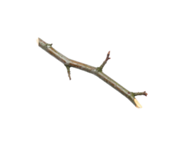 Cut Branch with Small Side Branch GreyBrown Bark and Light Wood. png