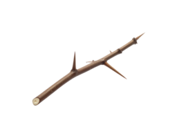 Brown thorny branch with sharp points isolated on black background. png