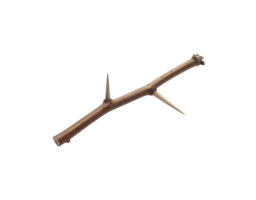 Closeup of a Brown Thorny Branch with Sharp Spines. png