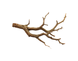 Detailed Closeup of a Brown Knotted Tree Branch with Multiple Thin Branches. png