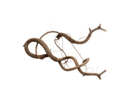 Intricate Brown Vine Twisted and Knotted Dried Woody Texture Isolated. png