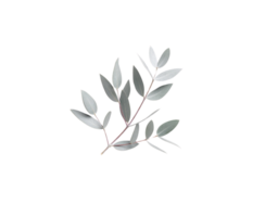 SilverGreen Eucalyptus Sprig with Delicate Lanceolate Leaves and Reddish Stem. png