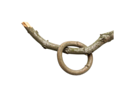 Twisted Tree Branch with Knotted Loop Broken End GrayBrown Bark Texture. png