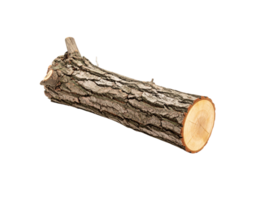 RoughBarked Tree Trunk Section Showing Detailed Texture and CrossSection. png