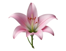 Pink Lily Isolated on Transparent Background png