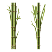 Bundles of green bamboo stalks with foliage on a transparent background png