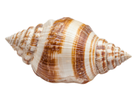 Beautiful spiral shell with intricate patterns found on the beach png