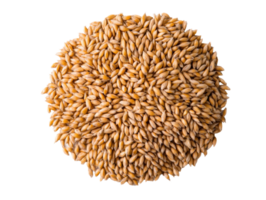 Freshly harvested barley grains for cooking and baking uses png