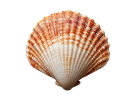 Colorful scallop shell with intricate patterns png