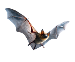 Bat in flight, highlighting its wingspan and features png