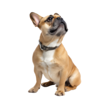 French Bulldog with a Loyal Expression in Studio Setting png