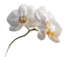 Elegant white orchid blooming on slender green stem in serene setting png