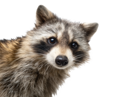 Curious raccoon exploring its surroundings in detail png