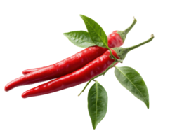 Fresh red chili peppers with green leaves for culinary use png