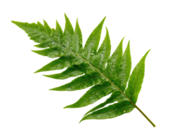 Vibrant fern leaf showcasing intricate textures and green hues png