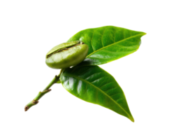 Fresh coffee bean with green leaves on a branch for culinary use png