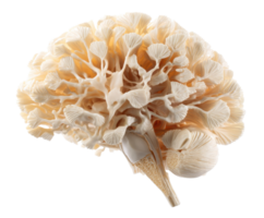 Unique display of edible mushroom with intricate texture and details png