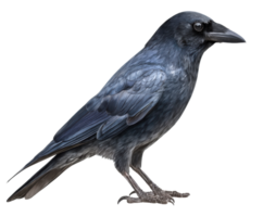 Majestic crow perched elegantly on a surface in detailed view png