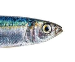 Fresh sardine close-up for culinary presentation and recipes png