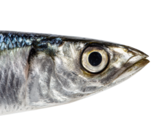 Close-up view of a fish showcasing unique features and details png