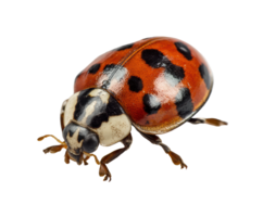 Ladybug on a leaf with vibrant red and black patterns png