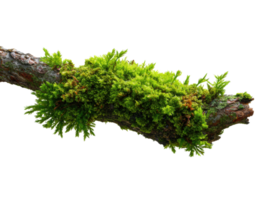 Green moss growing on a tree branch in a lush forest setting png