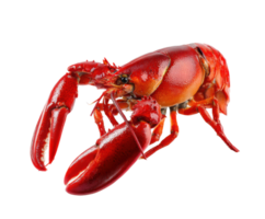 Red lobster ready for preparation in a culinary setting png